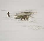 BB 06 0116 / Capreolus capreolus / Rådyr